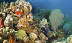 Coral garden
