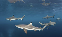 Black Tip Reef Sharks, New Britain