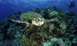 Turtle Swimming, New Britain