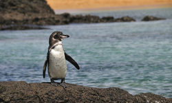 Penguin waddling 
