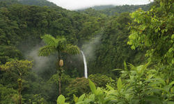 Jungle