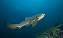 Whale Shark, Musandam 