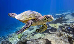 Sea Turtle, Northern Atolls