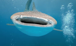Whale Shark, Maldives