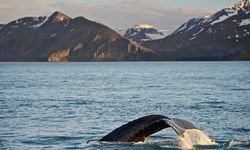 whale watching 