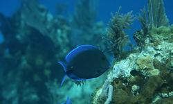 Diving in Cayman