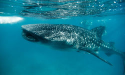 Whale Shark Feeding, Bohol, Philippines