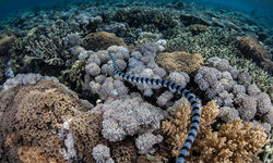 banded sea snake coral reef 