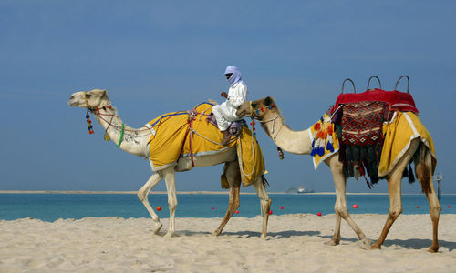Camels, Dubai