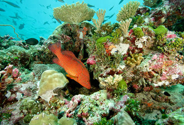 grouper Seychelles
