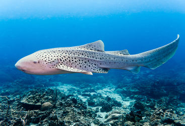 leapord shark