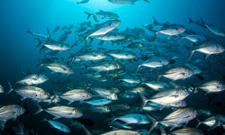 bigeye jacks
