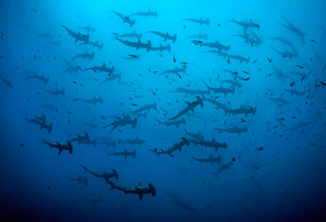 hammerheads cocos island
