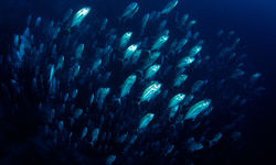 school of jacks