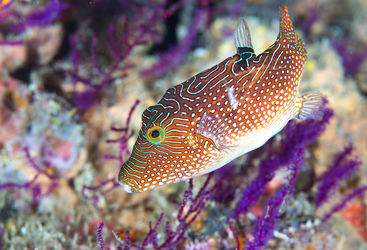 fish coral reef