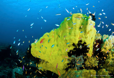 coral reef papua new guinea
