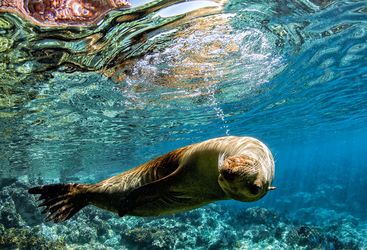 seal underwater