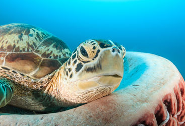 turtle Gilli Islands