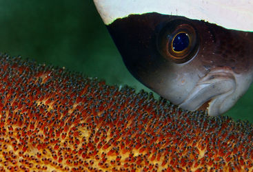 clownfish