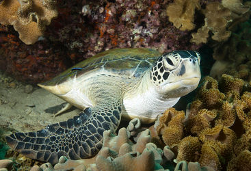 turtle