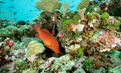 coral reef