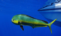 dorado