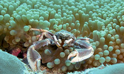 hermit crab