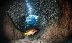 belize snapper fish