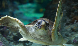 loggerhead turtle 