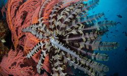 sea fan coral
