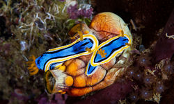 nudibranchs