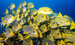 sweetlips