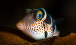 saddled toby fish
