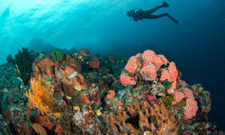 coral reef ambon