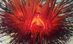 electric clam
