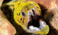 fimbriated moray eel