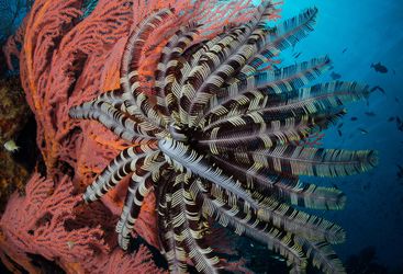 sea fan coral