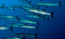 barracuda 