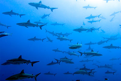 sharks tiputa pass
