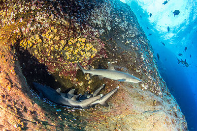 sharks socorro