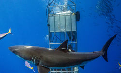 cage diving
