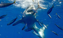 shark feeding