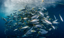 bait ball
