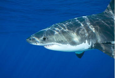 shark 
