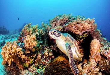 turtle 
