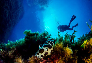 nudibranch gozo