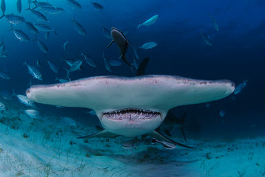 Hammerhead profile