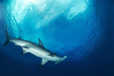 Hammerhead