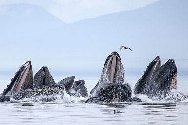 Bubble netting feeding