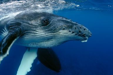 Humpback whale